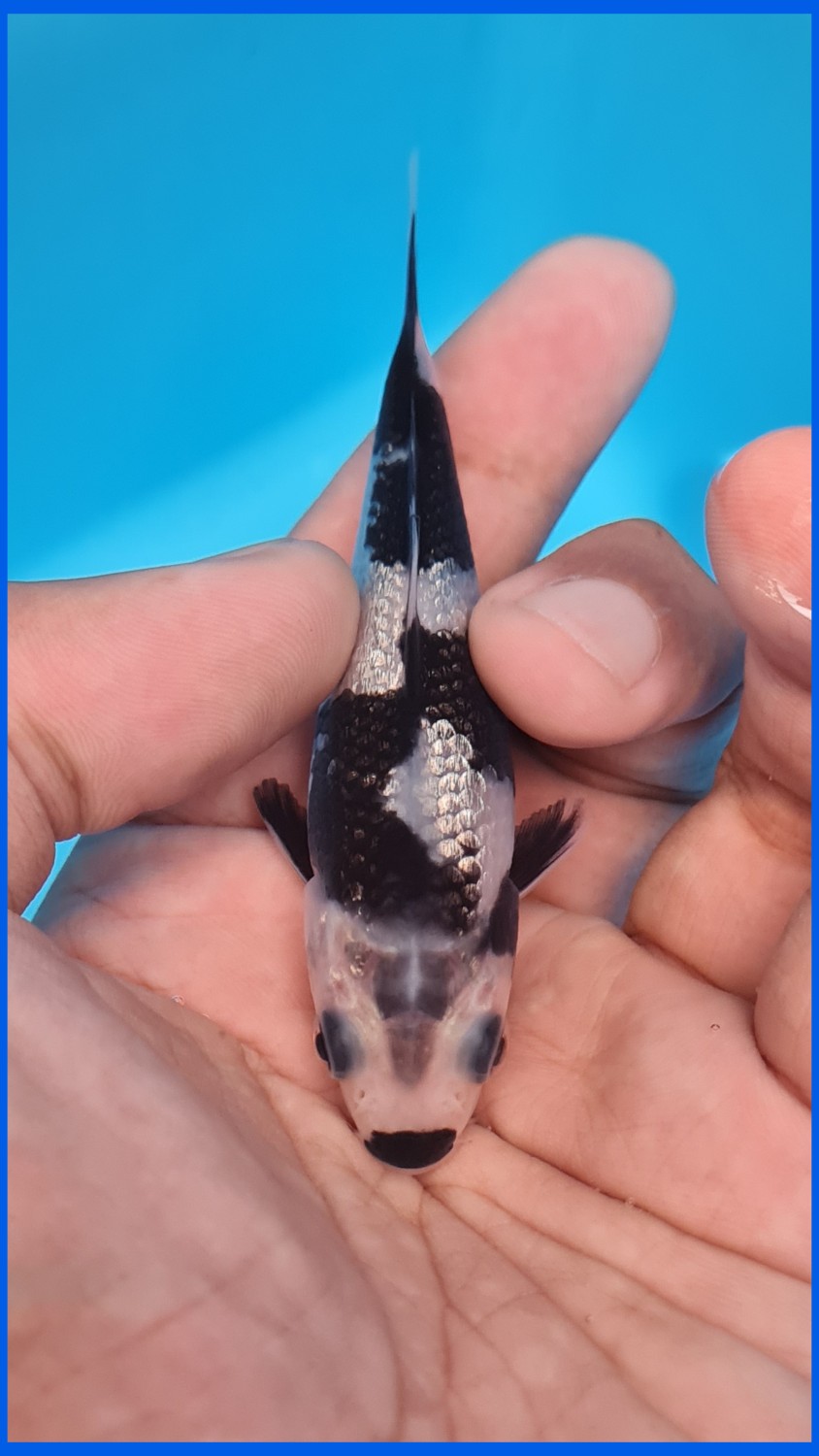 Best In Size C Up To 12 cm