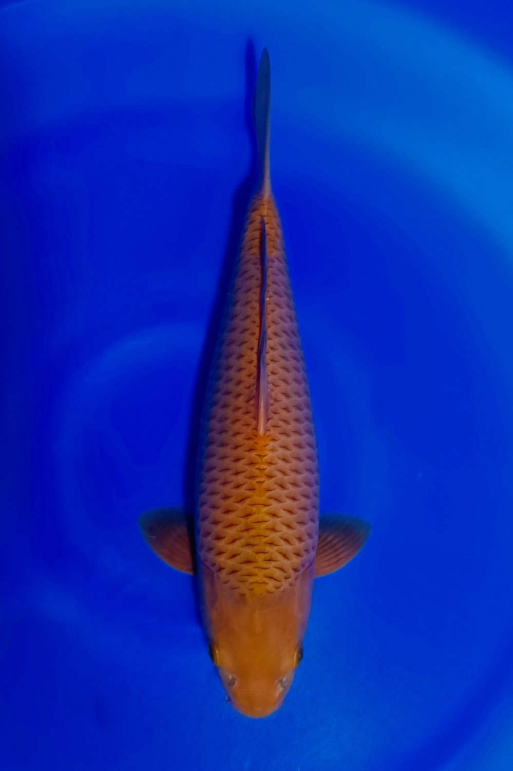 Juara 1