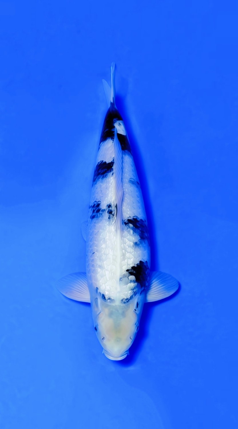 Juara 2