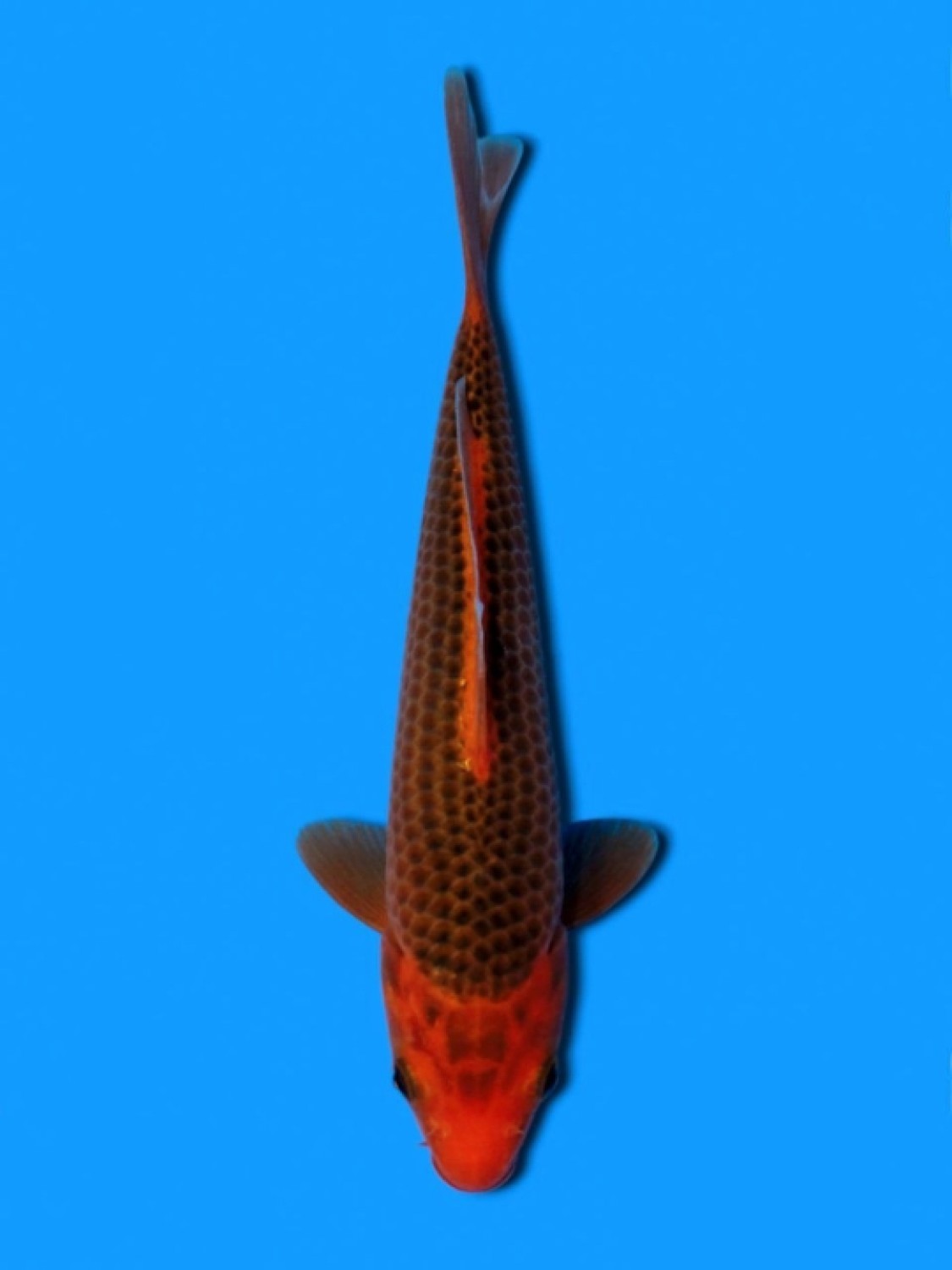 Ikan Koi Kawarimono B