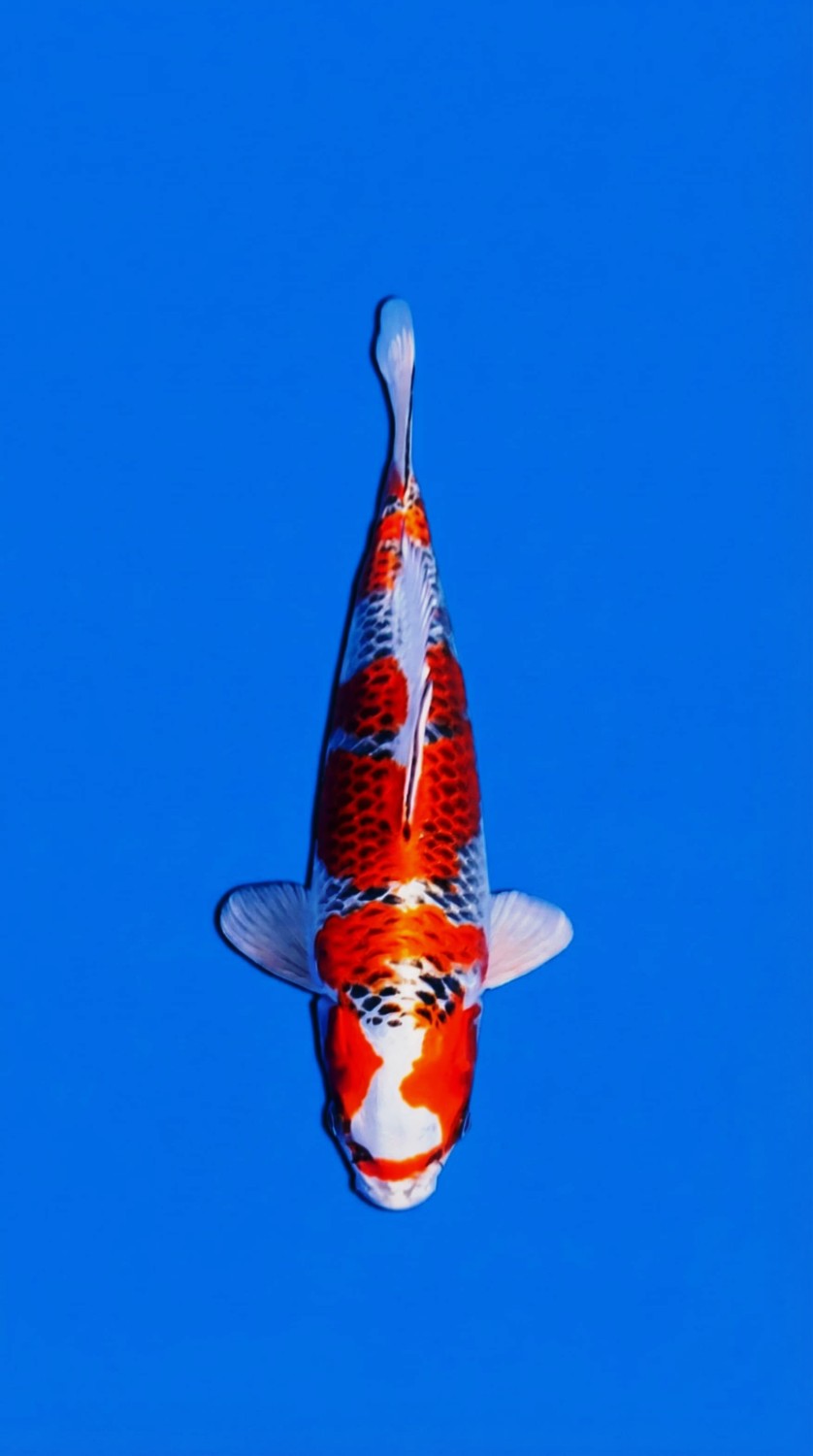 Juara 1