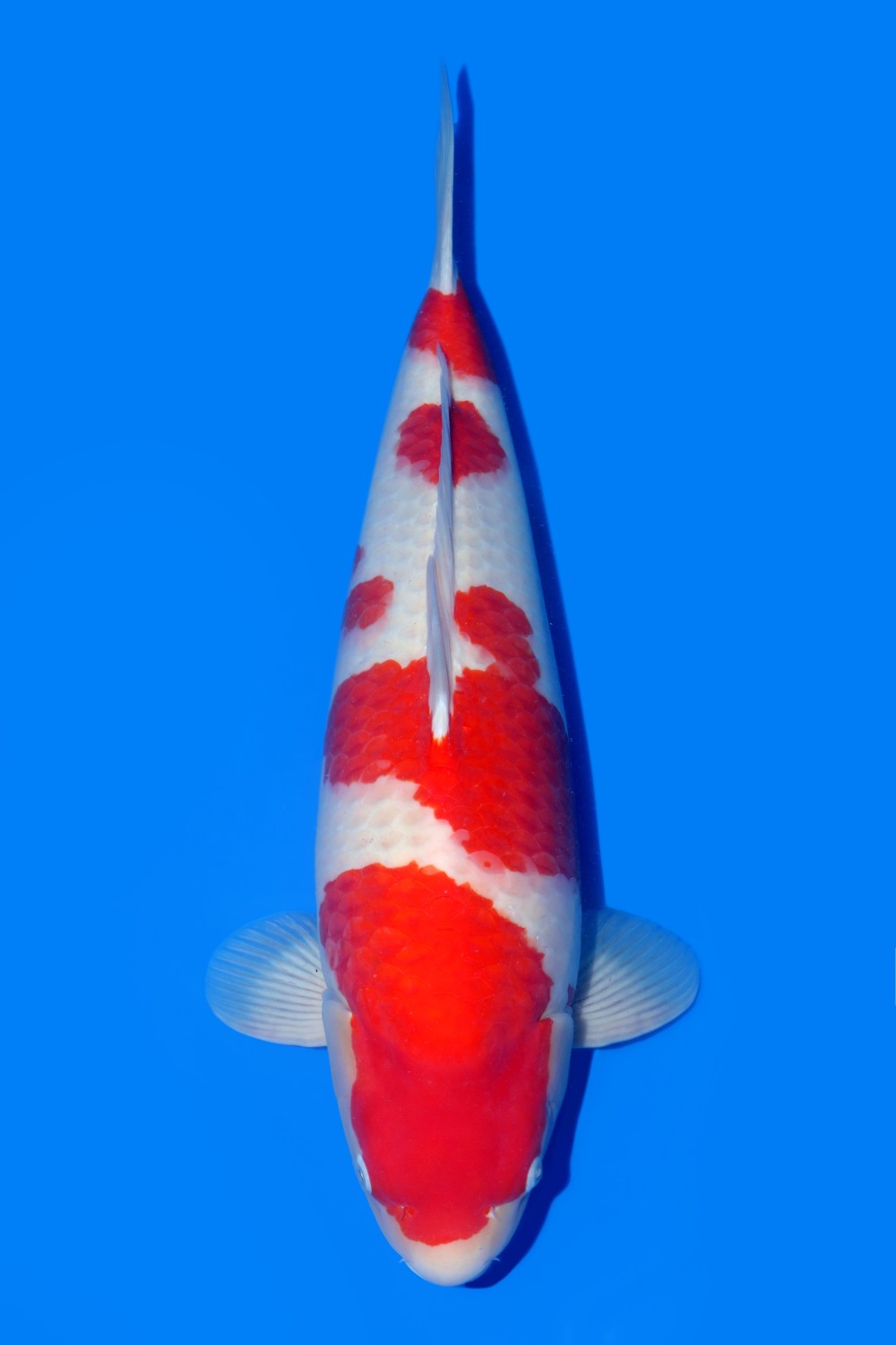 Juara 2