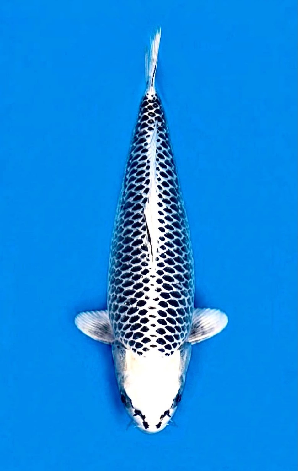 Juara 1