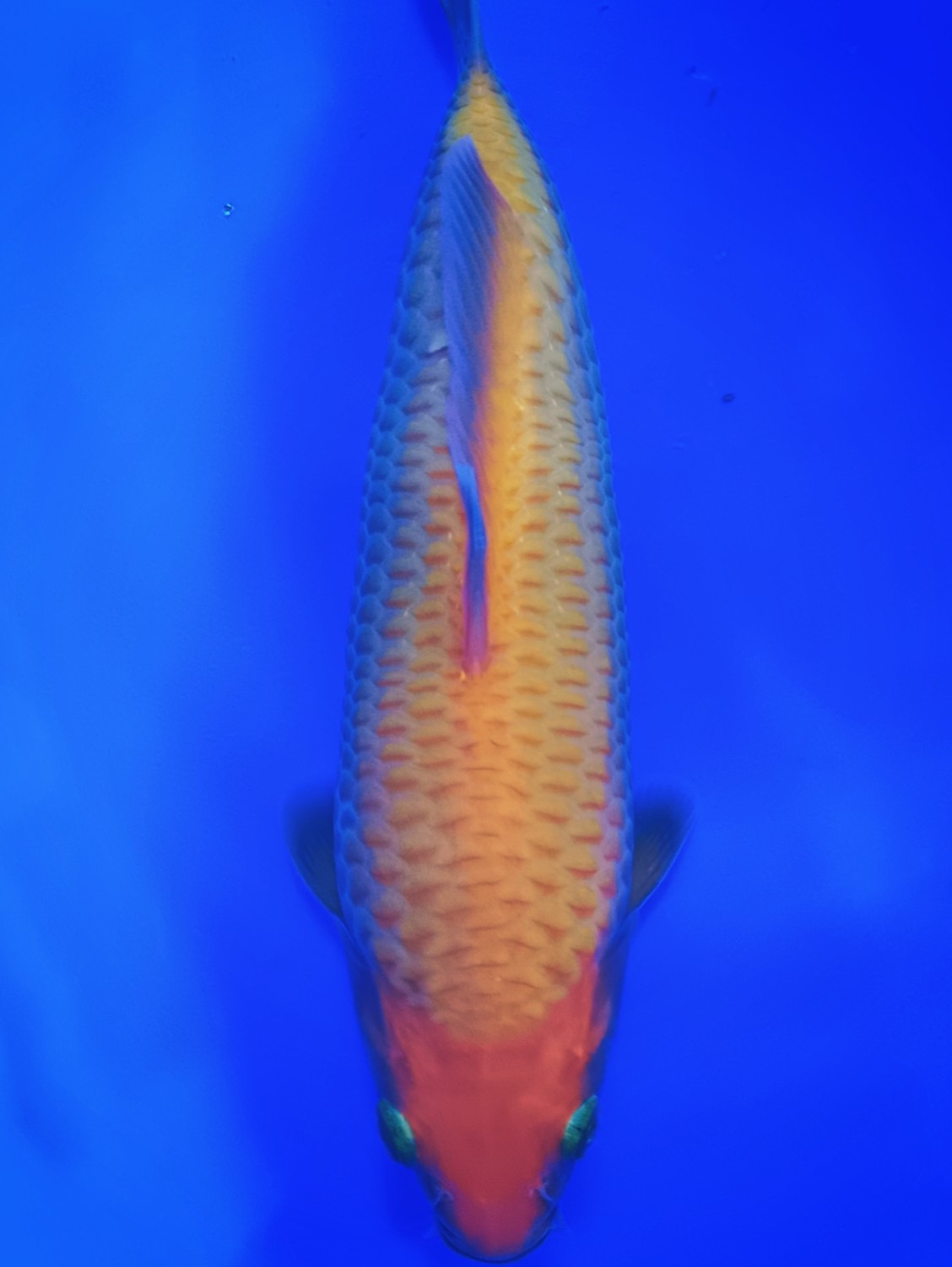 Juara 2