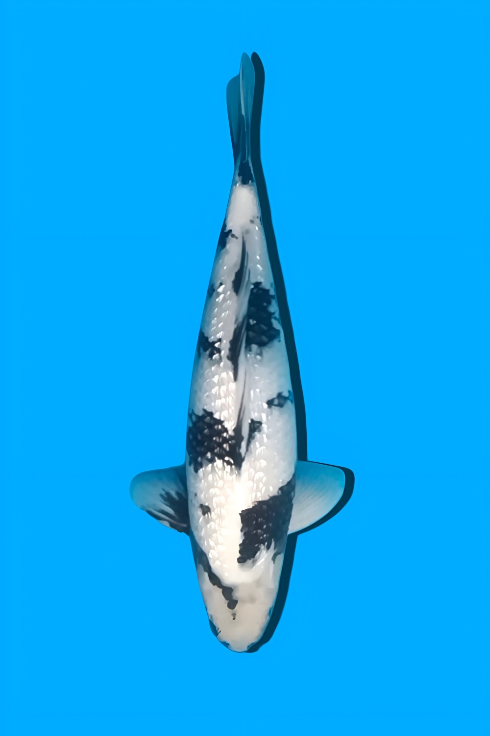 Juara 4