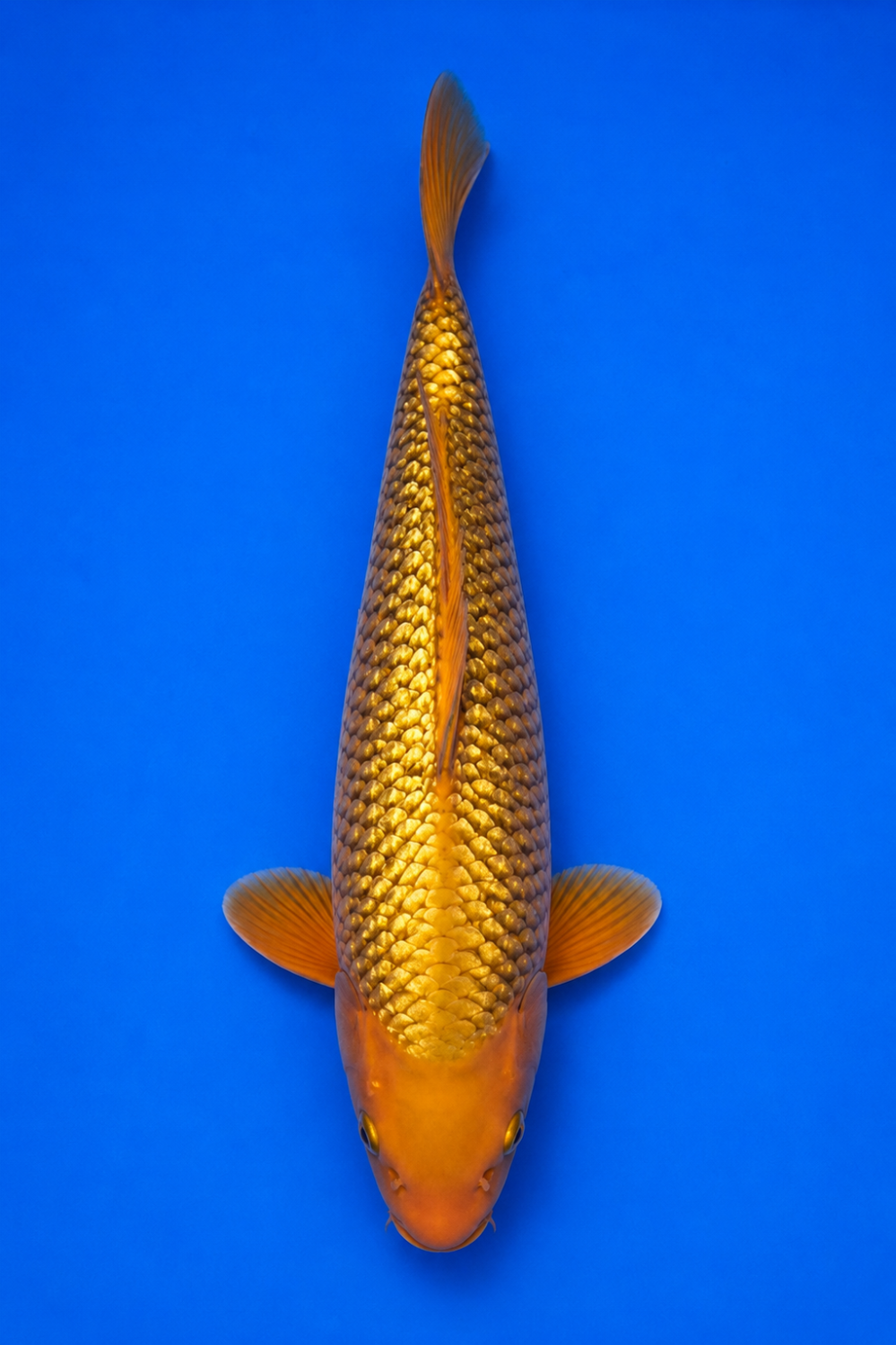 Juara 3