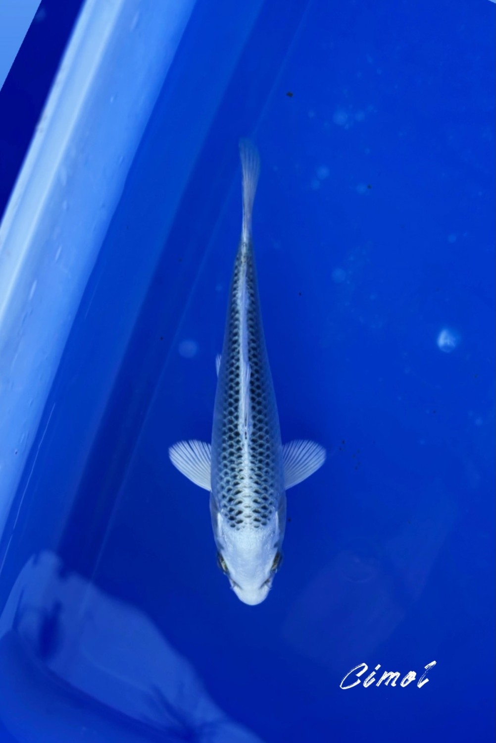 Best In Size E Up To 12 cm