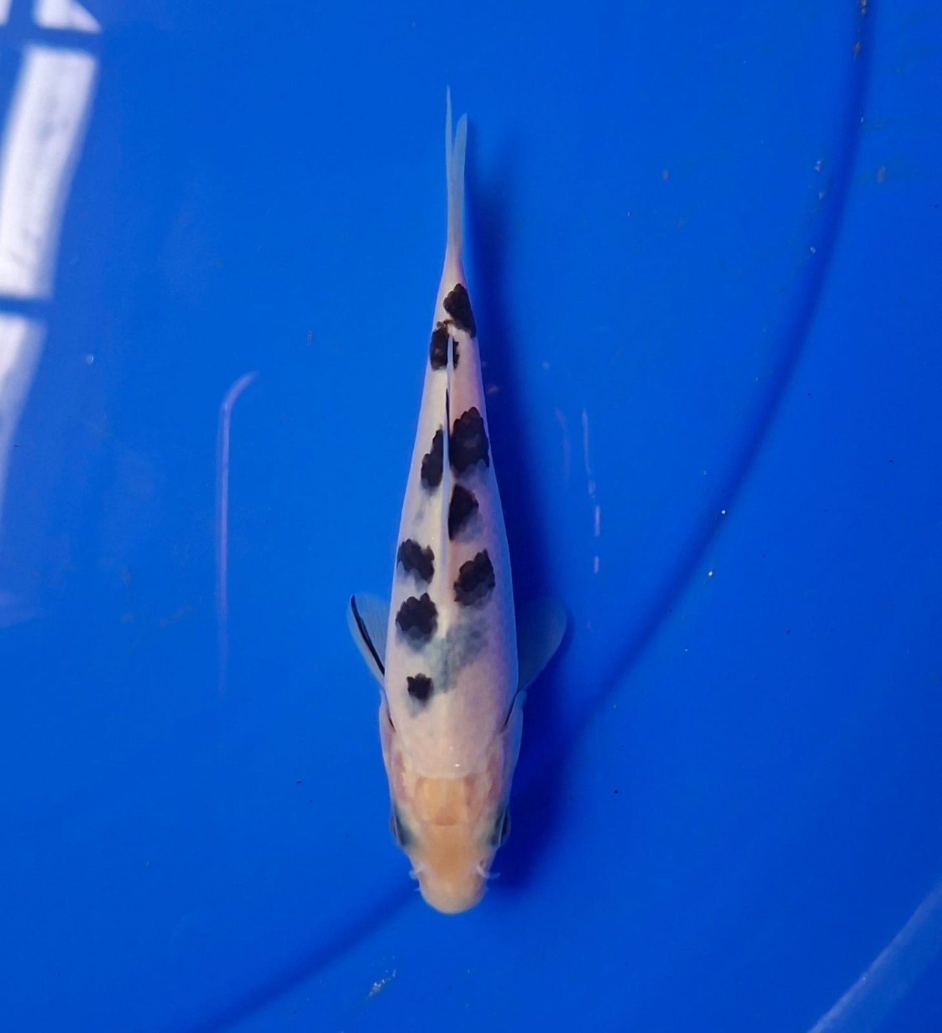 Juara 2