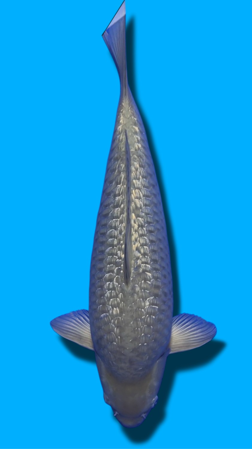 Juara 1