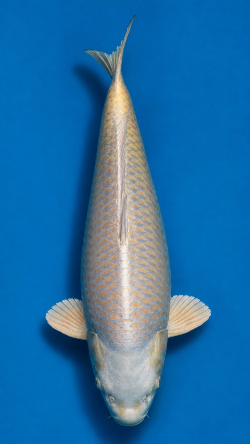 Juara 1