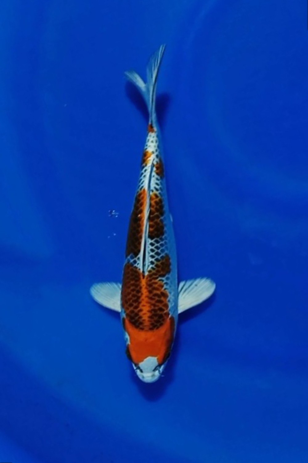 Juara 1