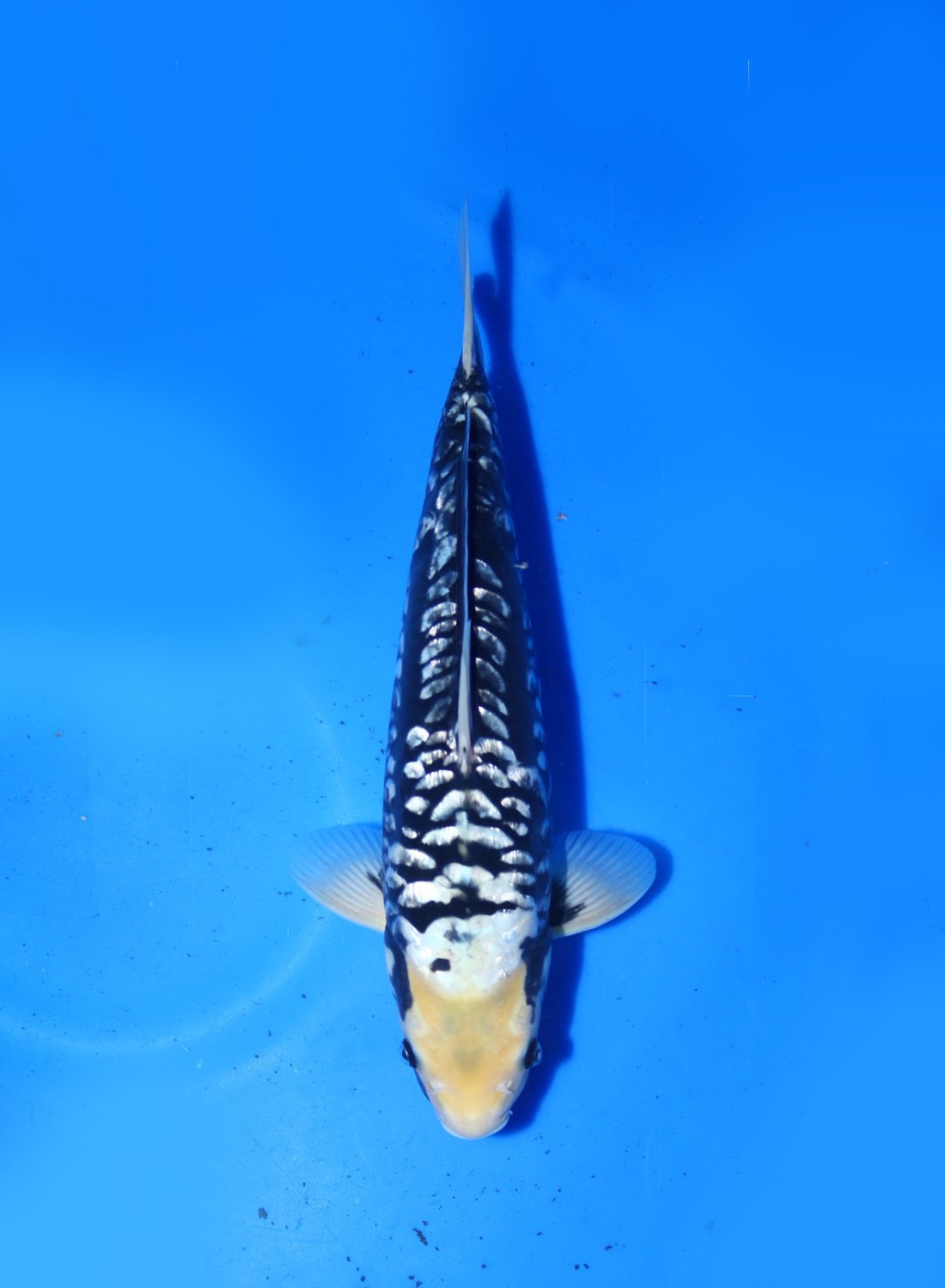 Juara 1