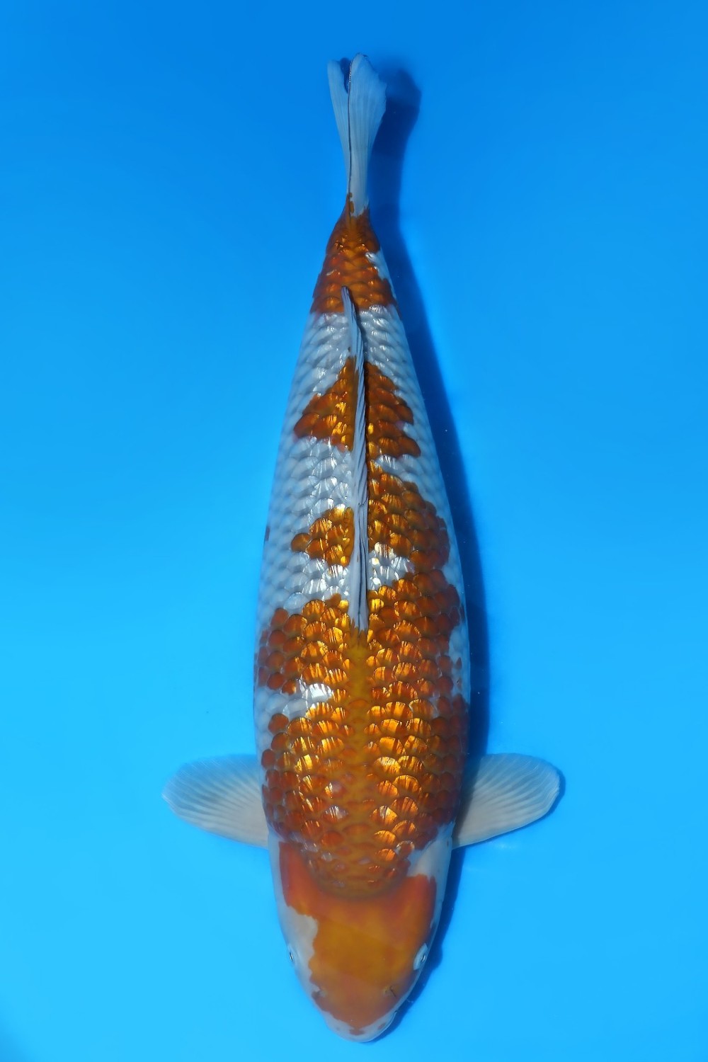 Juara 2
