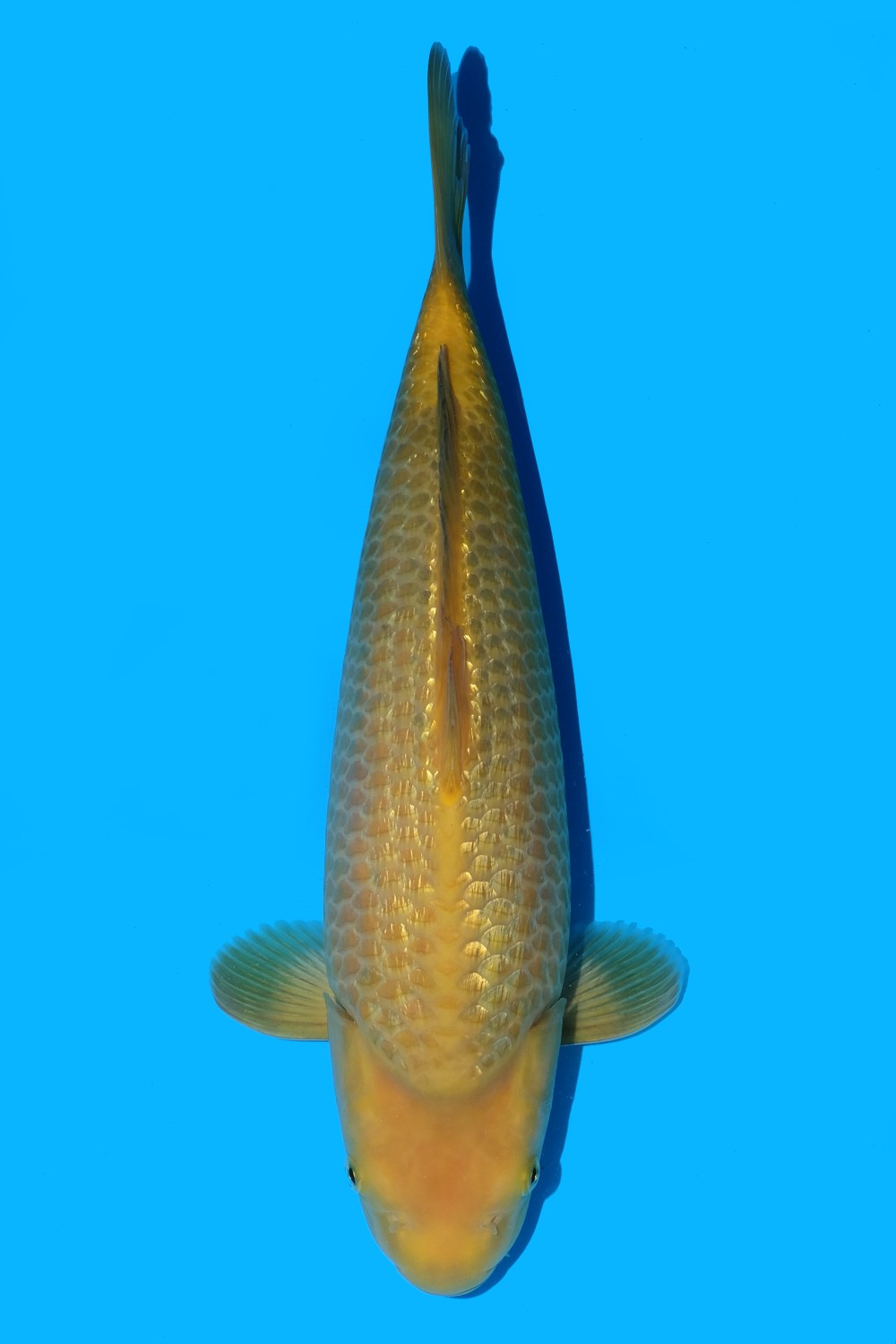 Juara 3