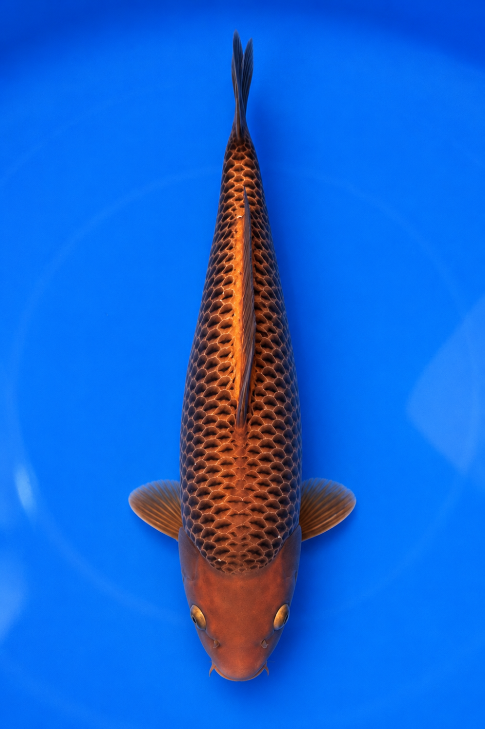 Best In Size E 26 - 30 cm