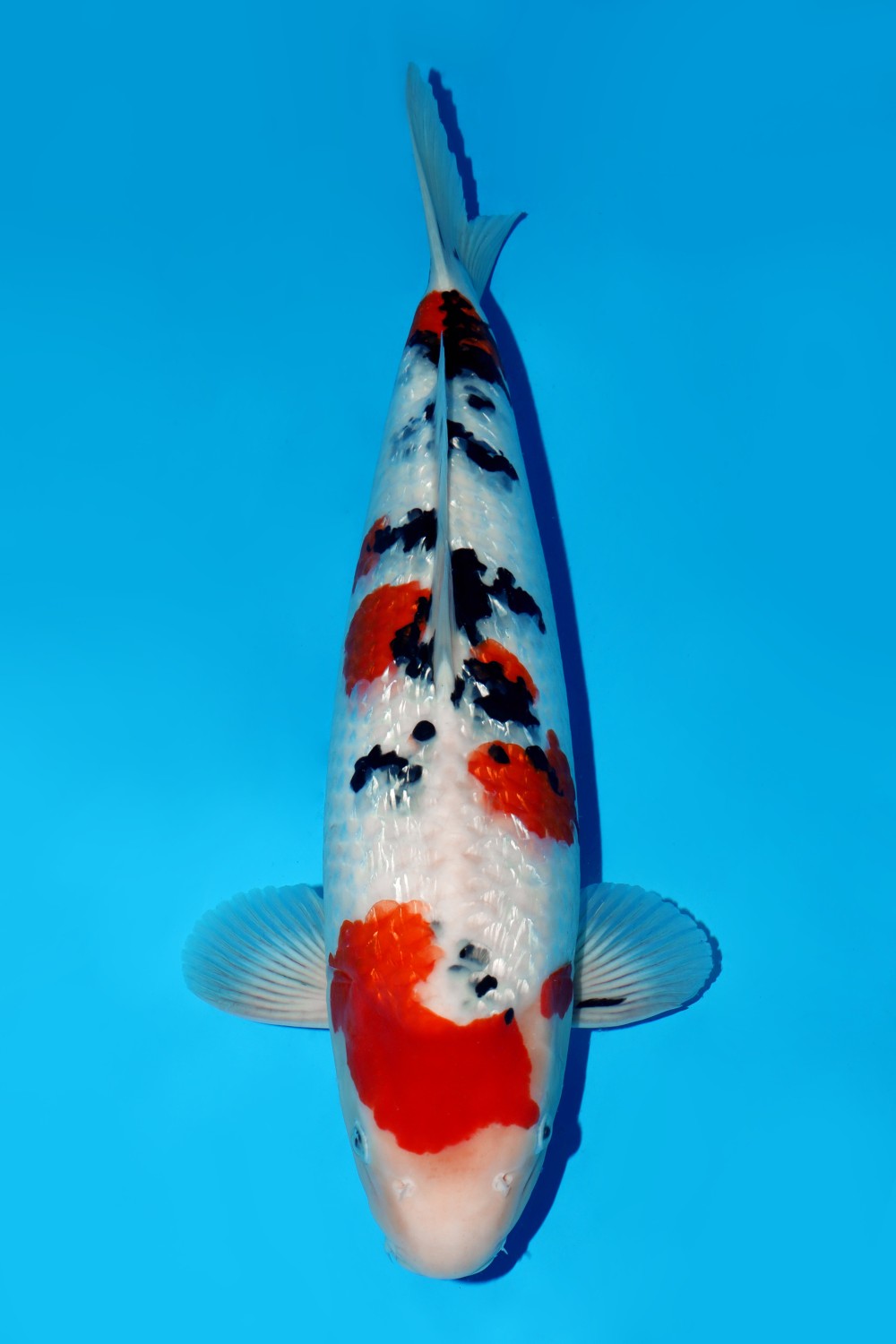 Juara 5