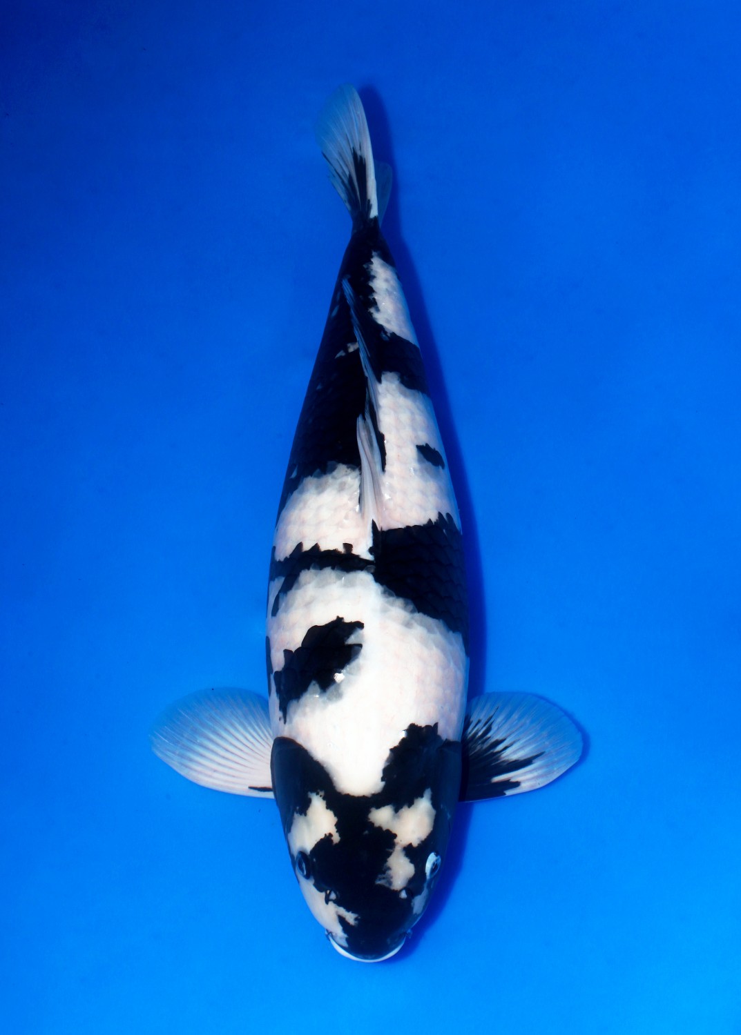 Juara 1