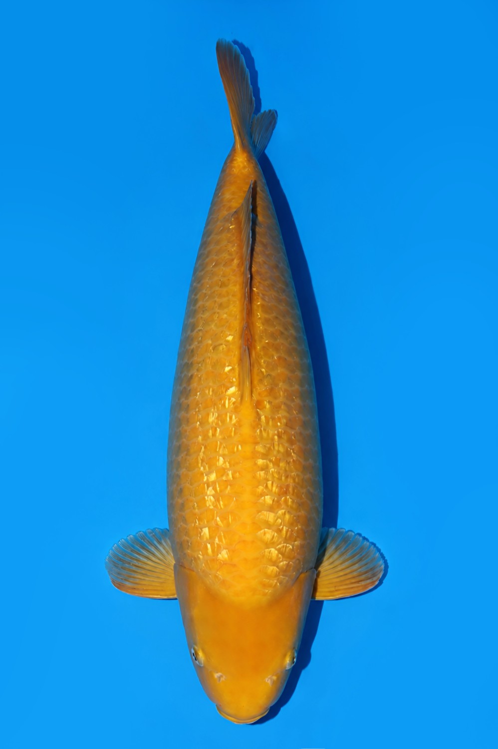 Juara 3