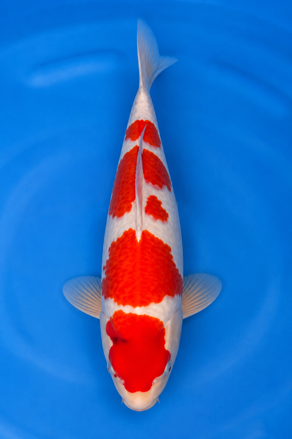 Juara 1