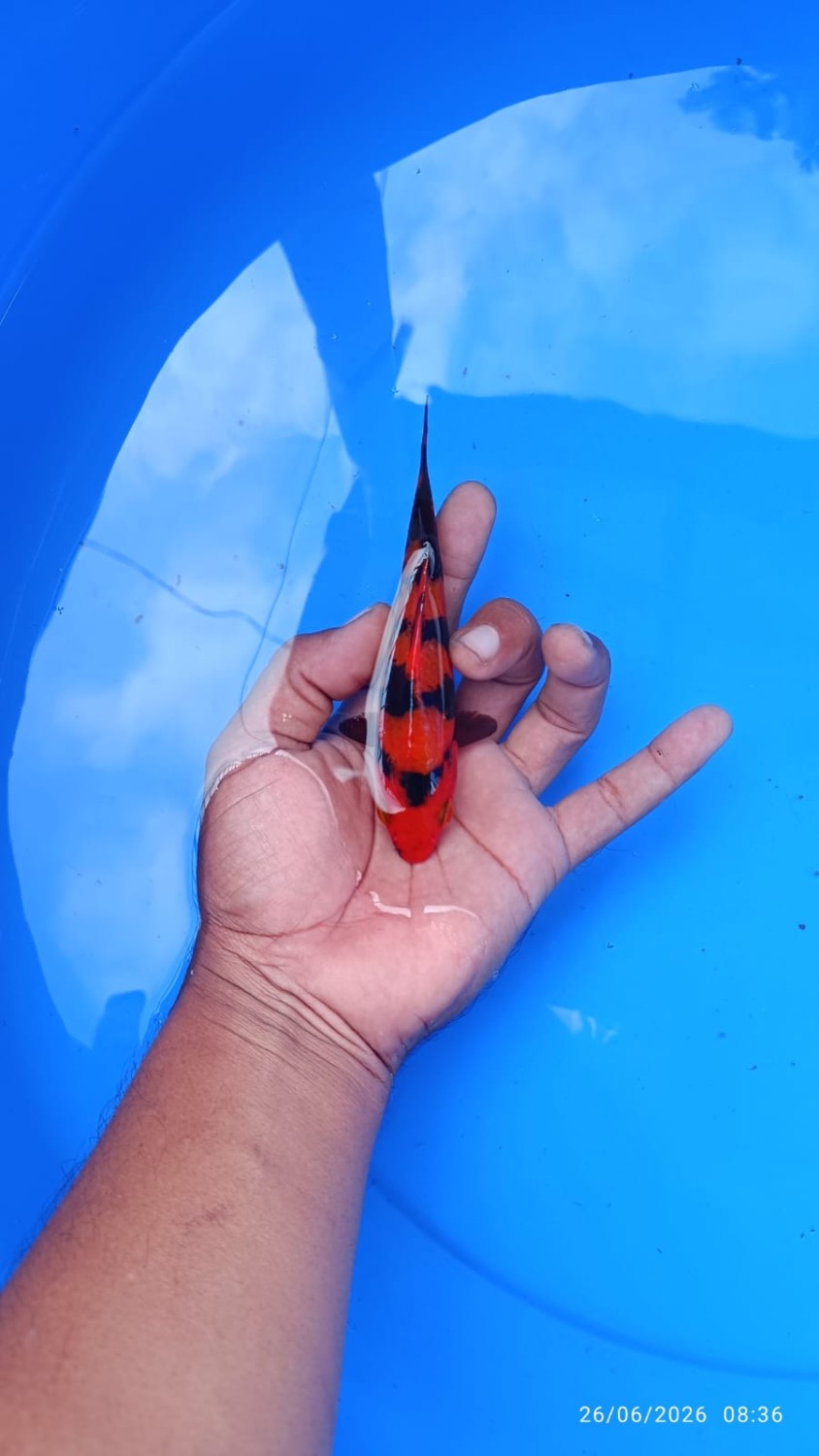 Best In Size D Up To 12 cm