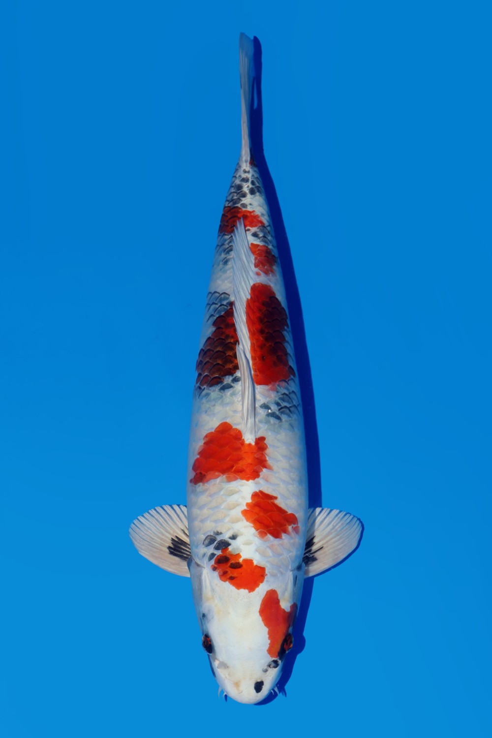 Juara 2
