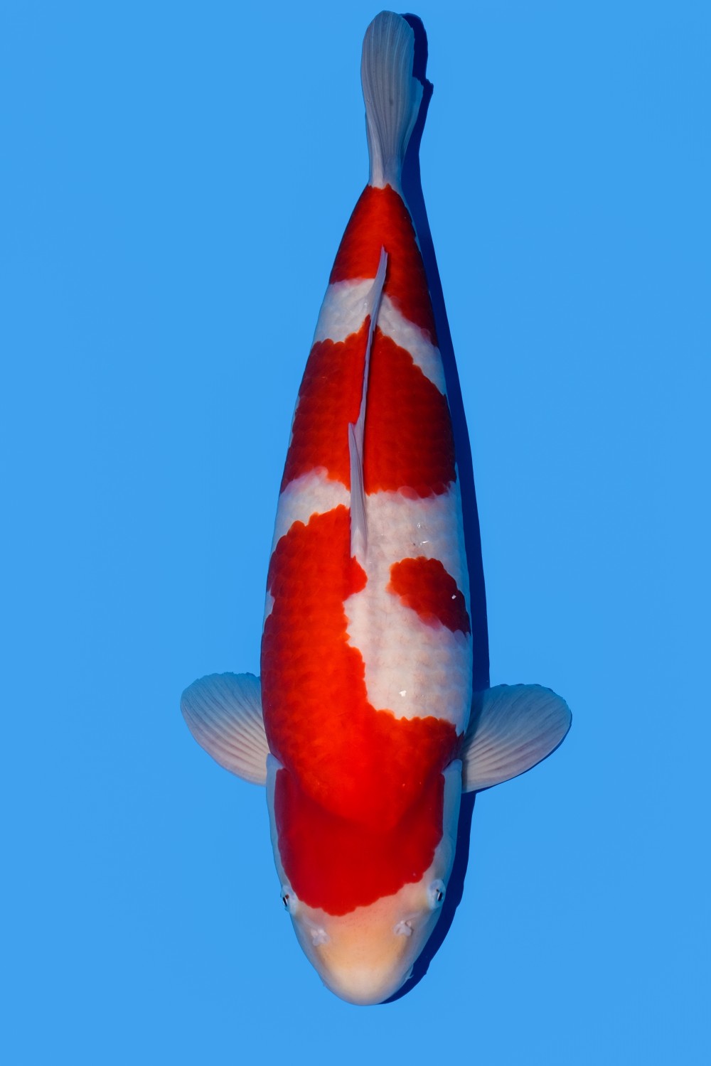 Juara 1