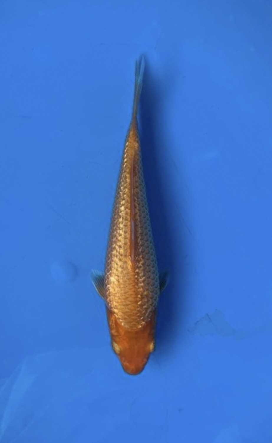Juara 3