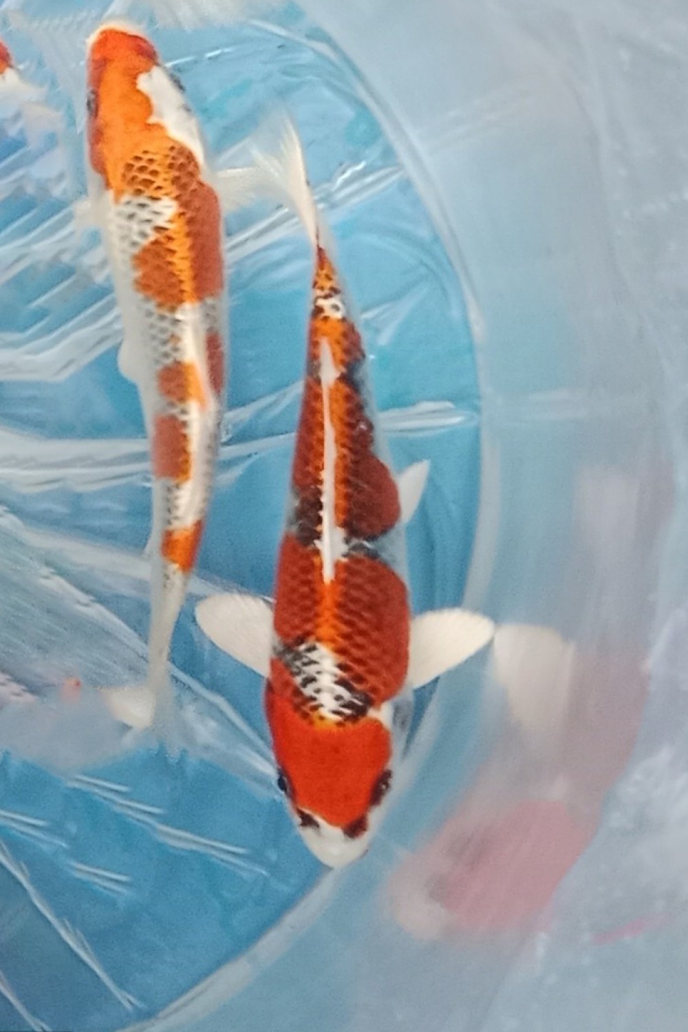 Juara 1