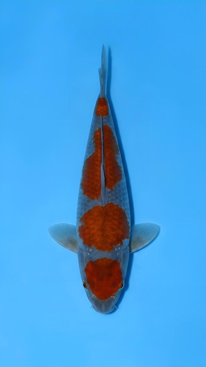 Juara 2