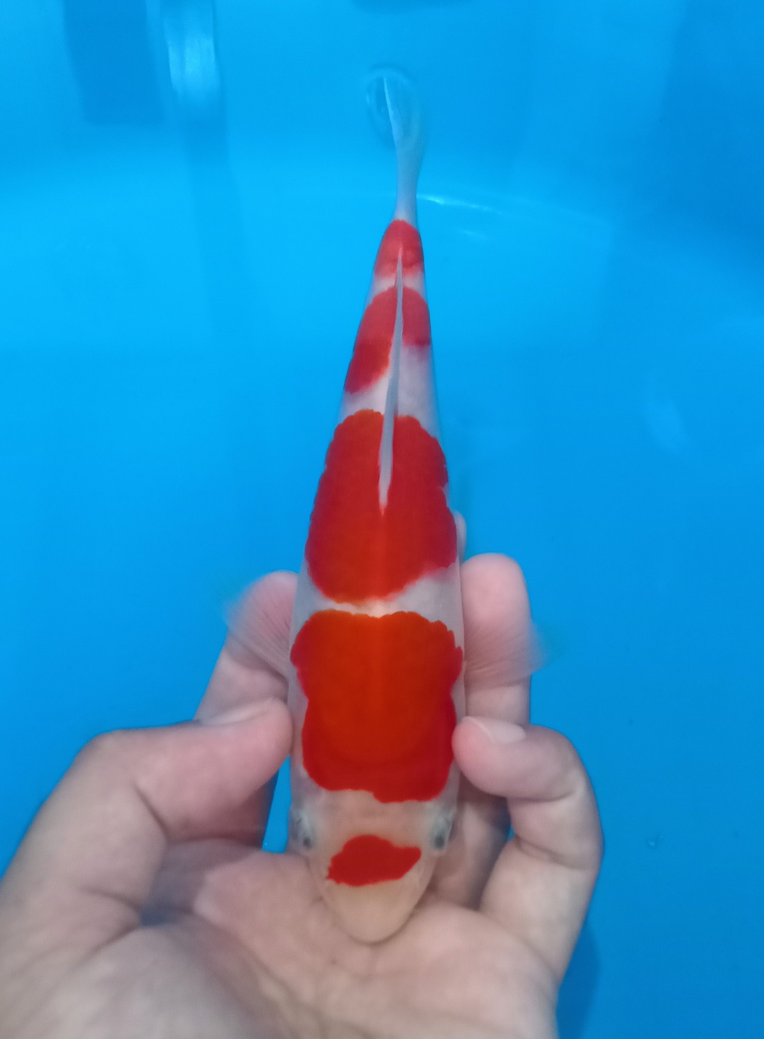 Ikan Koi Kohaku