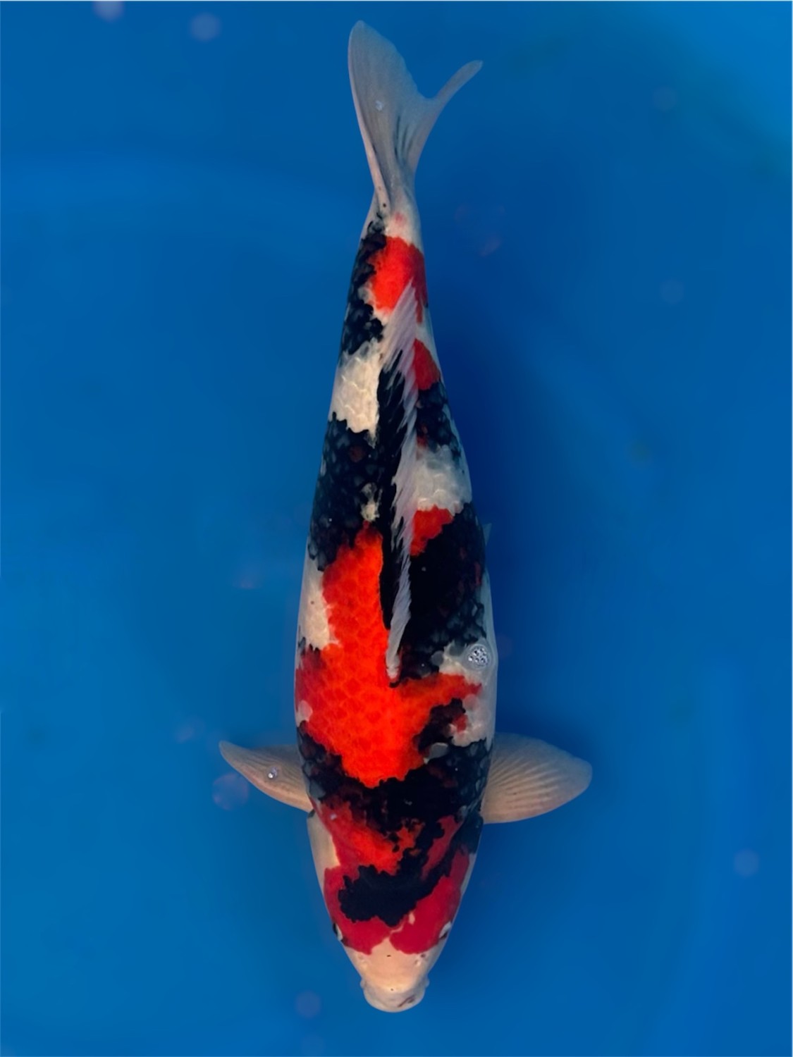 Juara 2