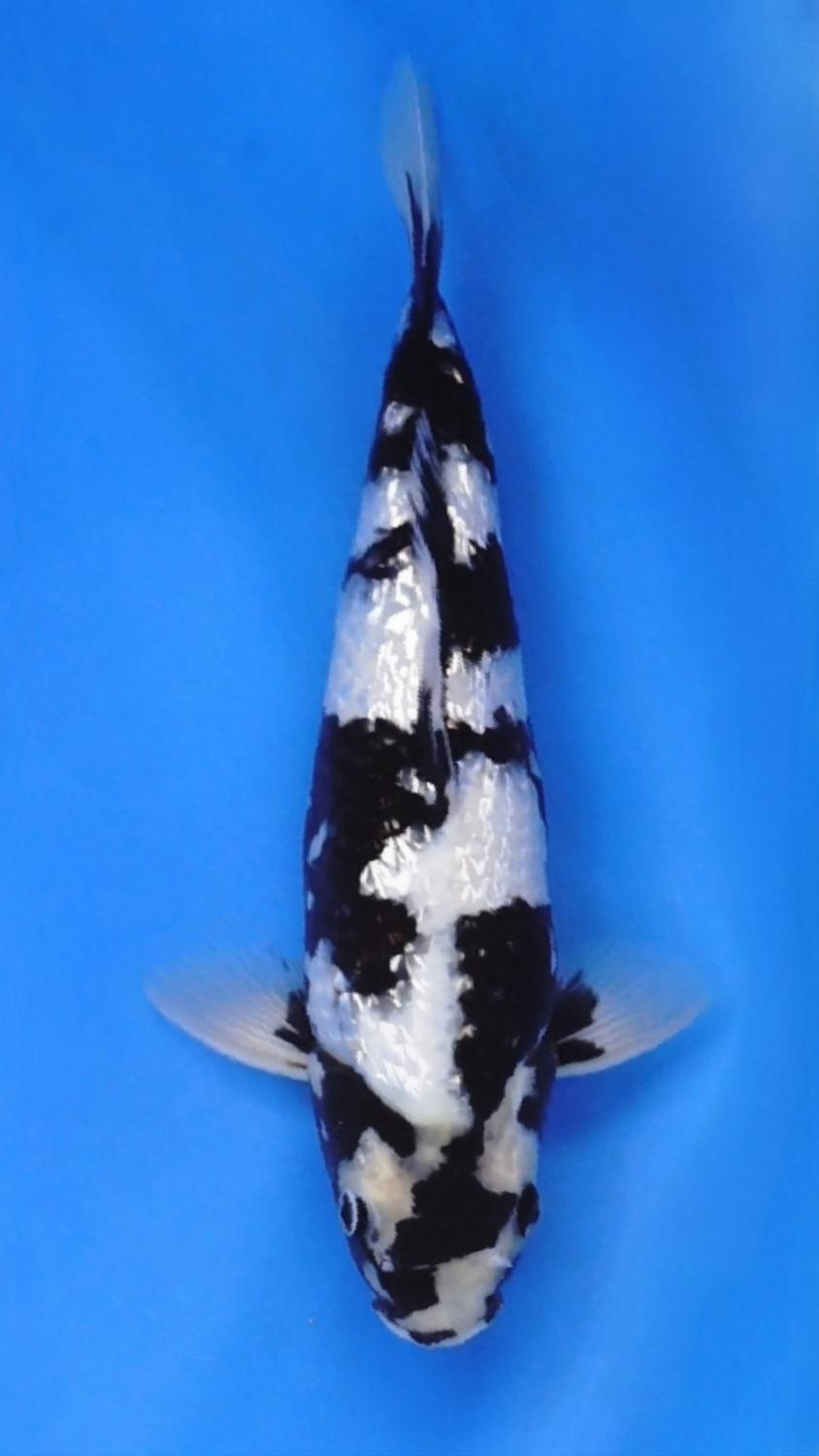 Juara 5