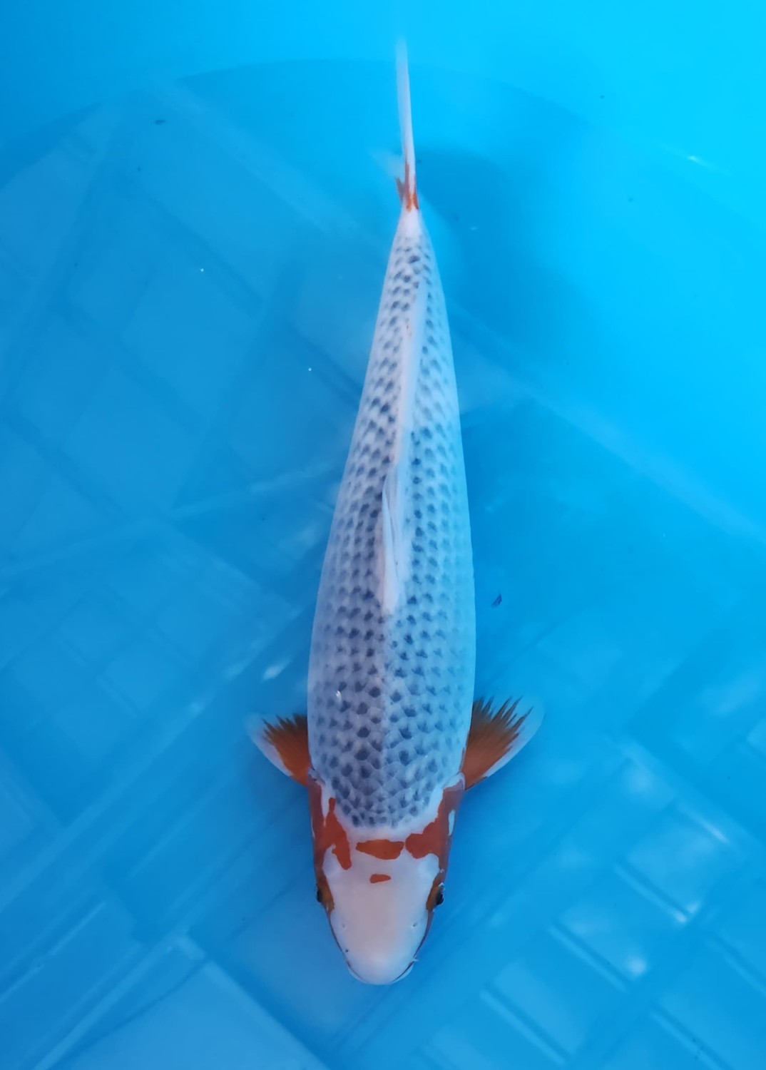 Juara 1