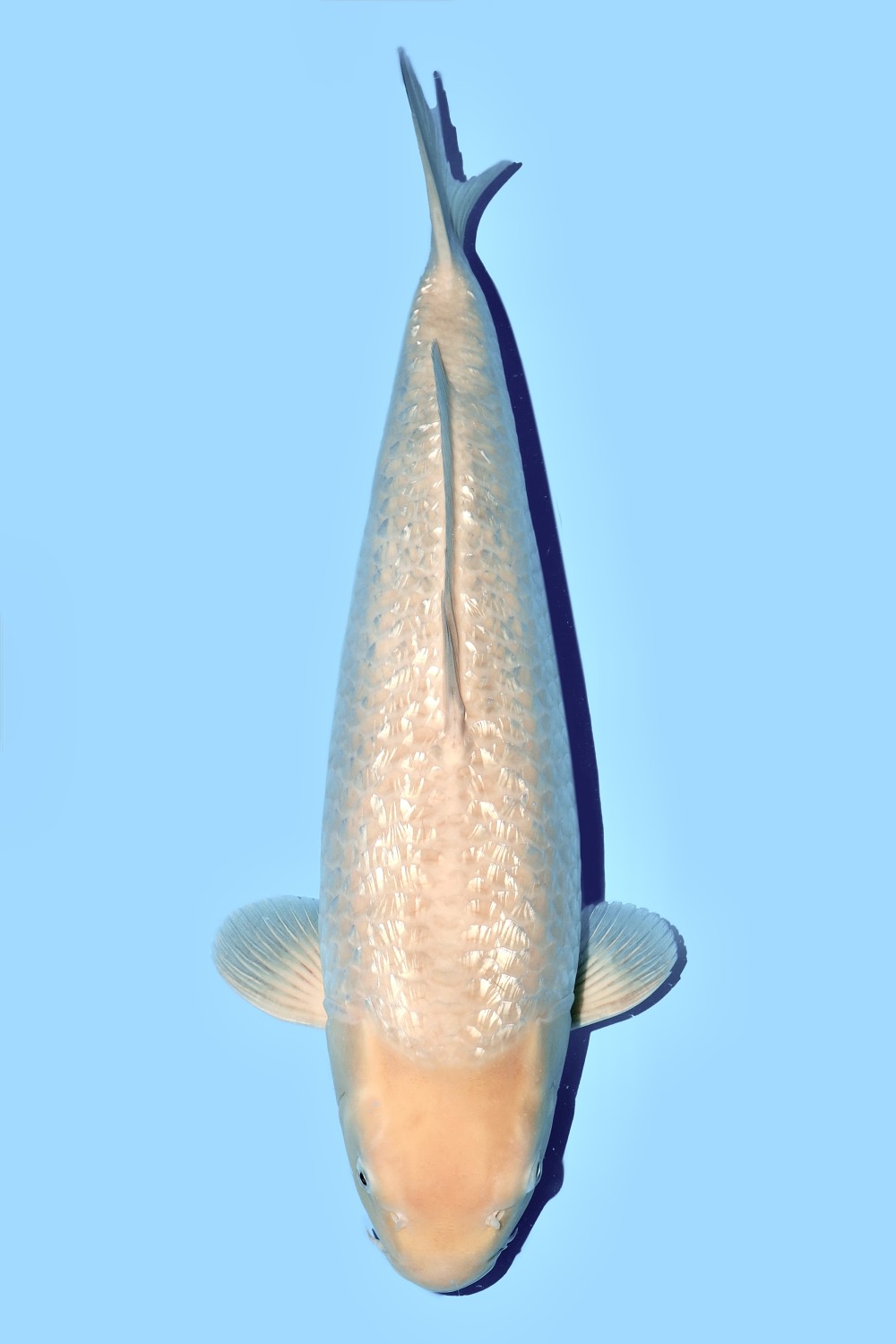 Juara 1