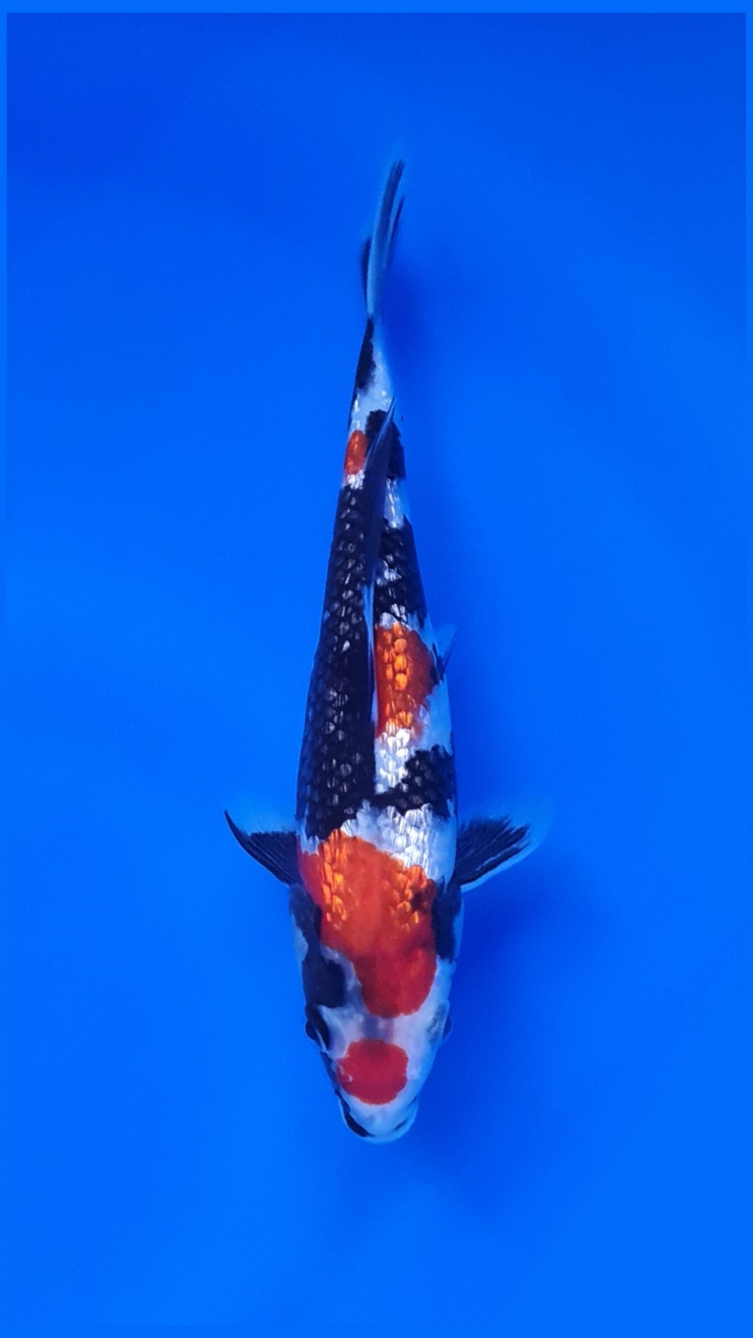 Juara 2