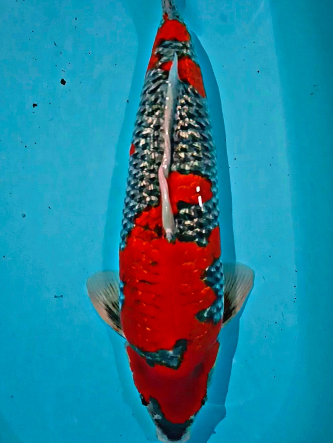 Juara 1