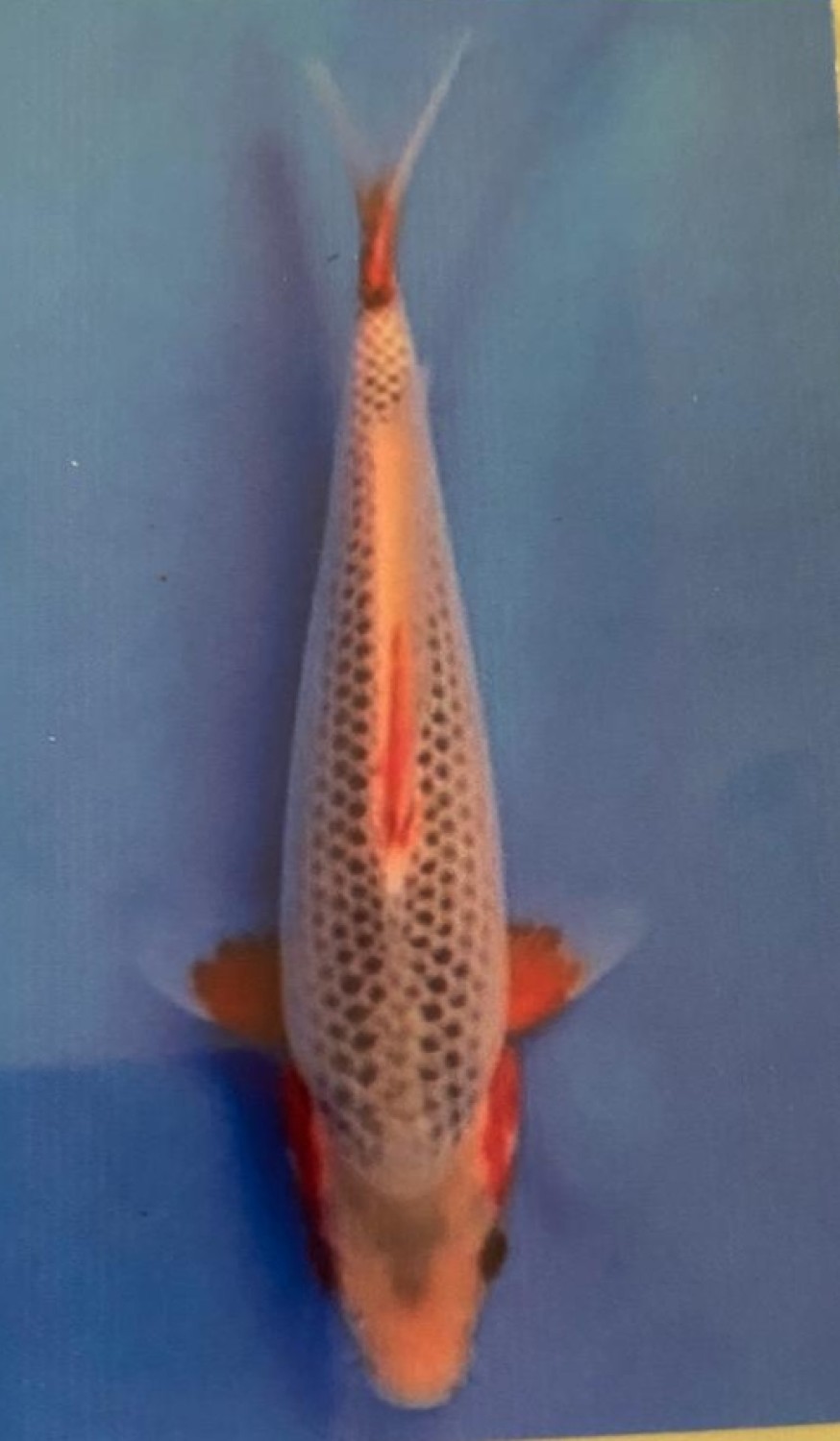 Ikan Koi Asagi