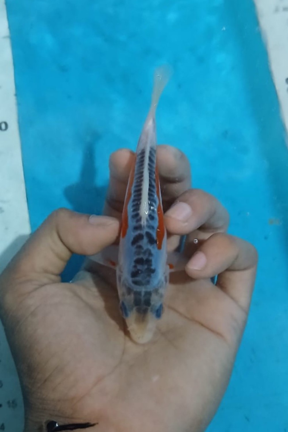 Juara 2