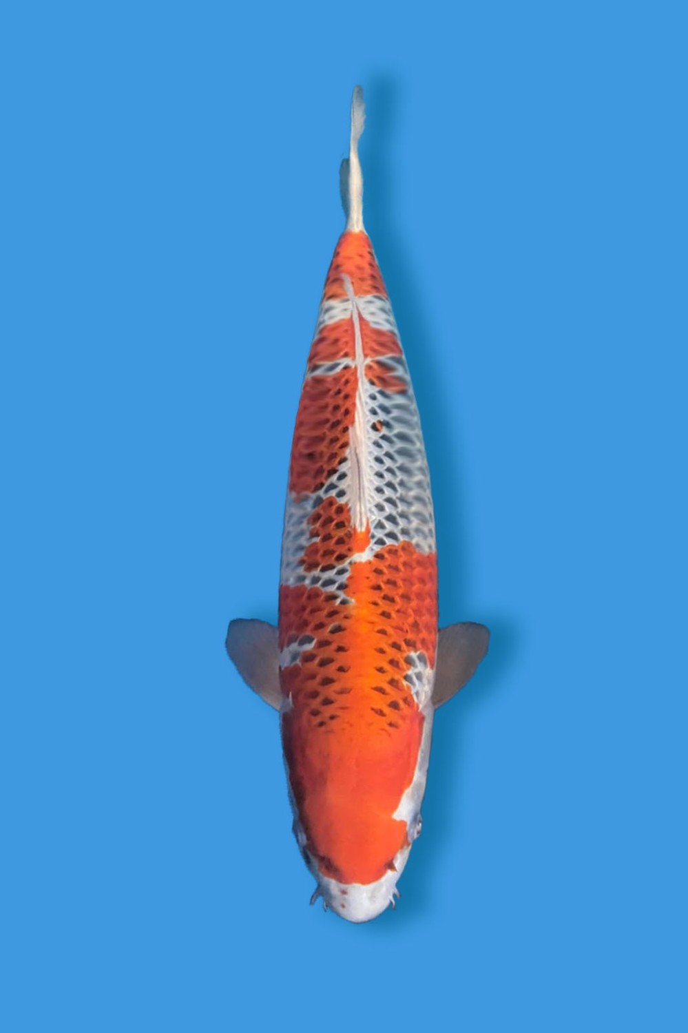 Juara 1