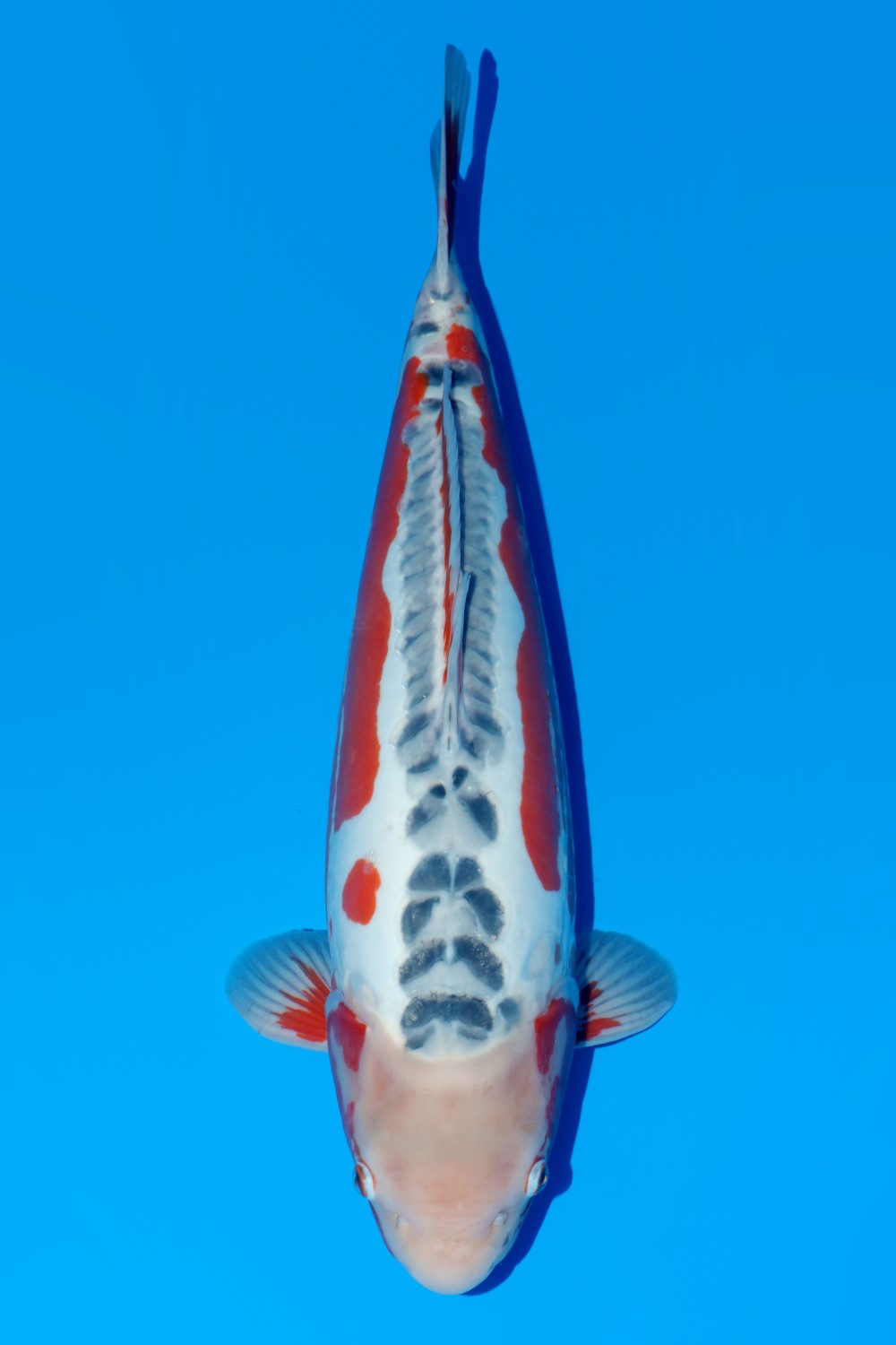 Juara 2