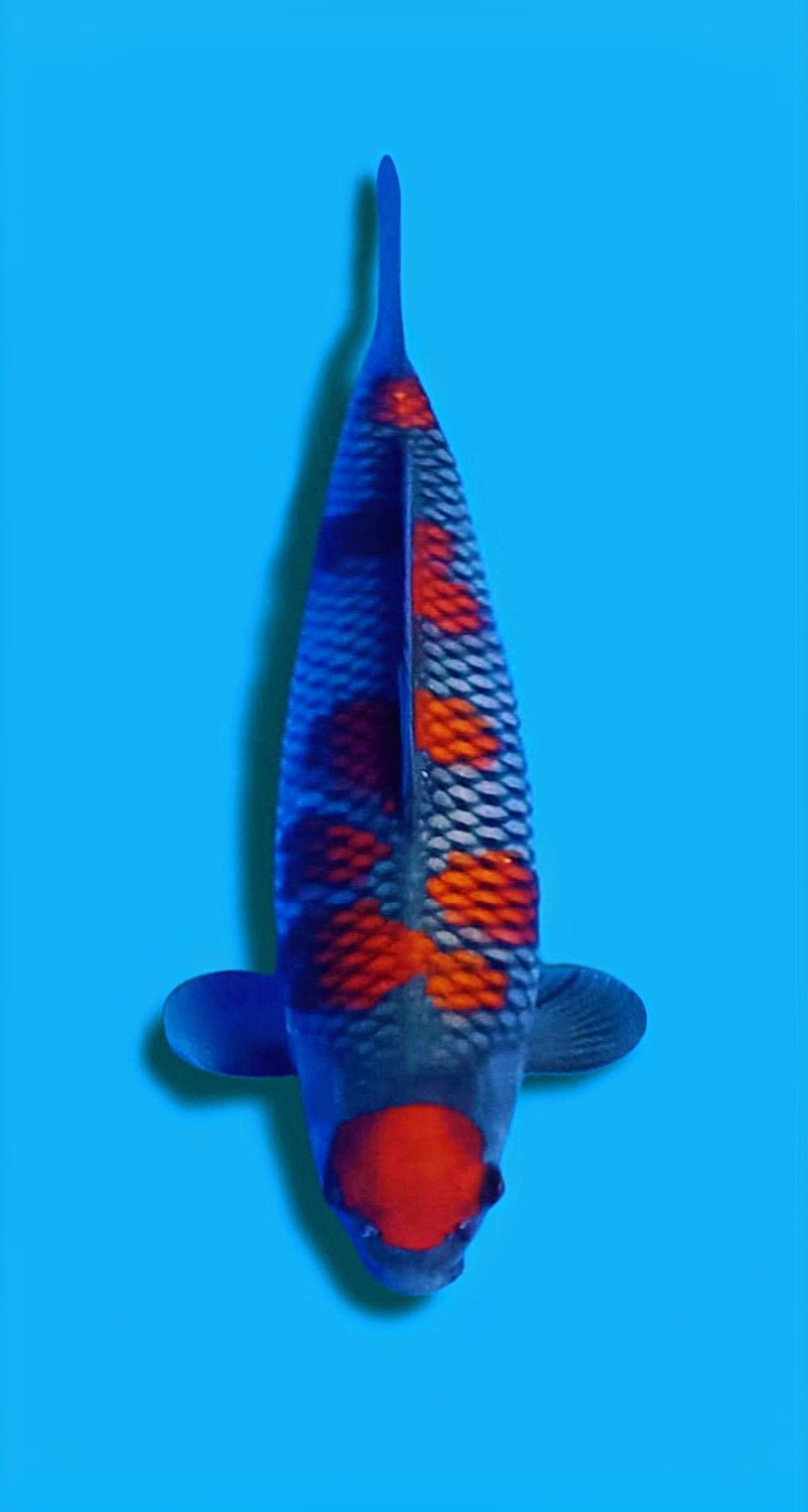 Best In Size B 46 - 50 cm