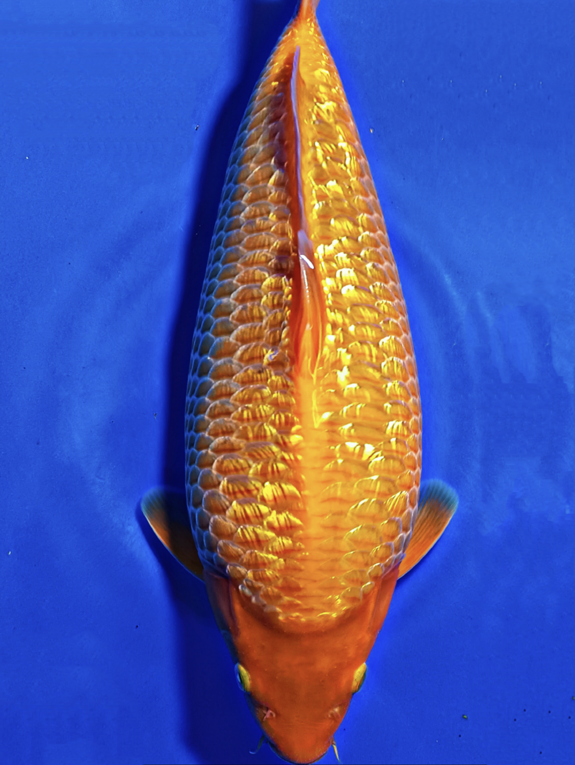 Juara 5