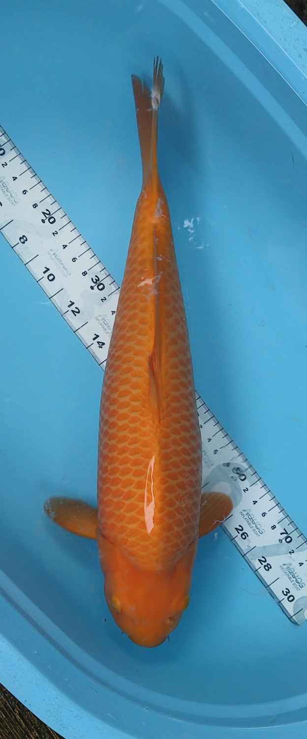 Juara 4
