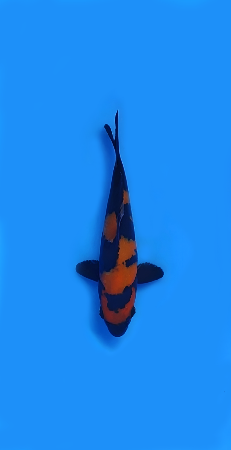 Juara 3