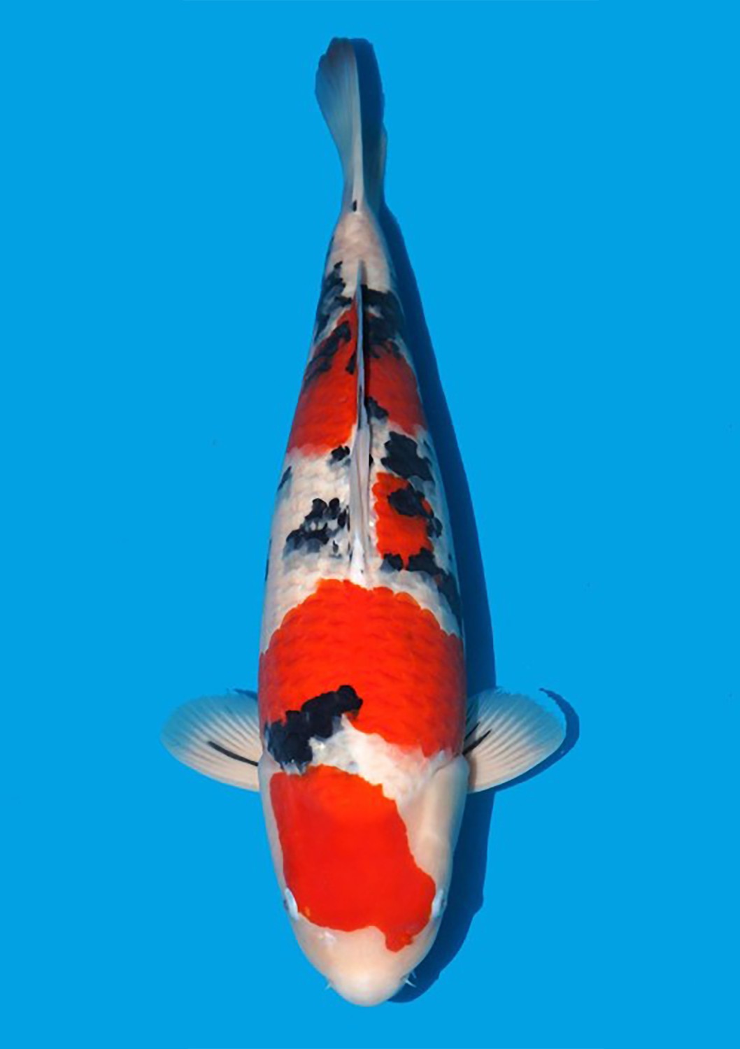 Ikan Koi Taisho Sanshoku