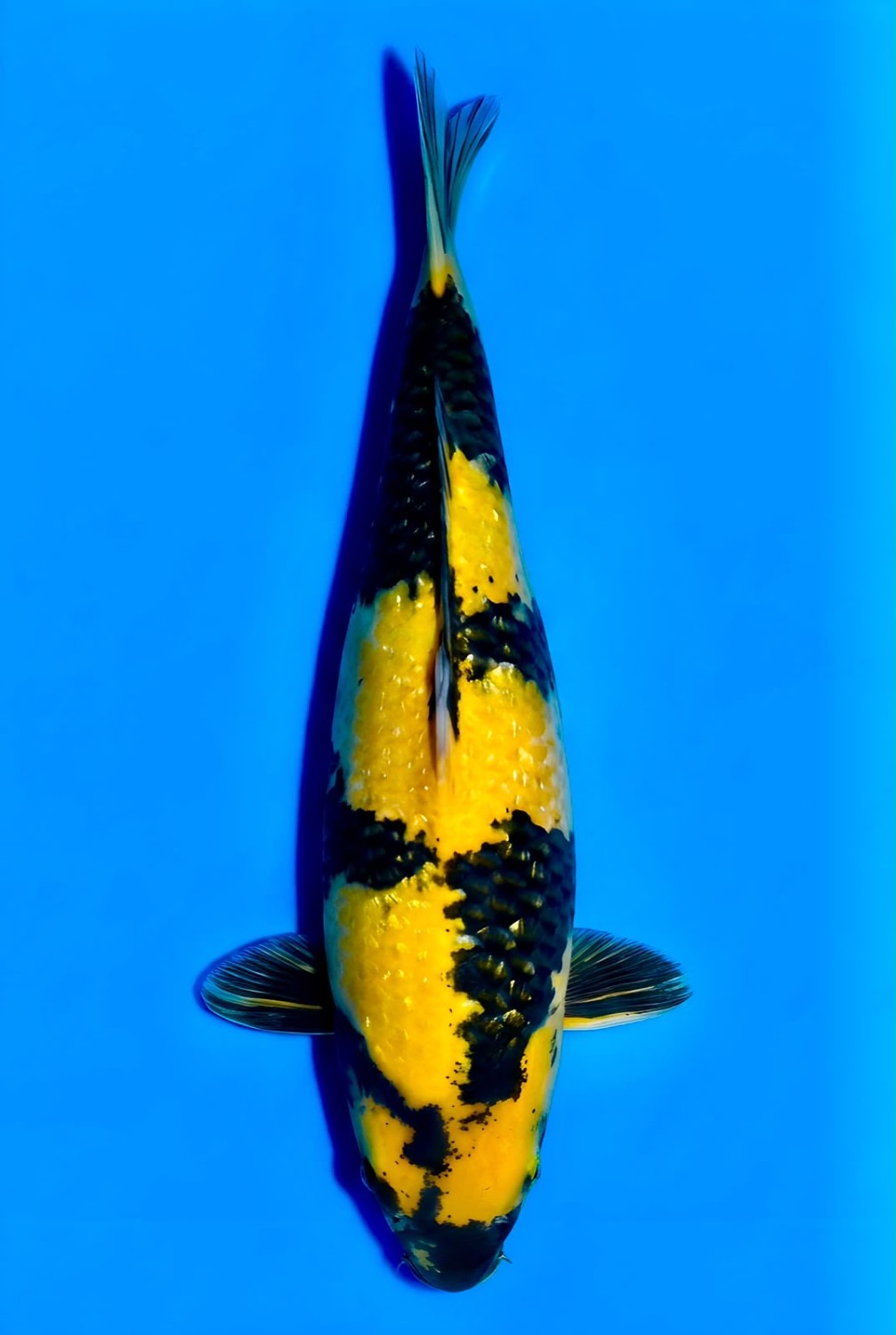 Juara 5