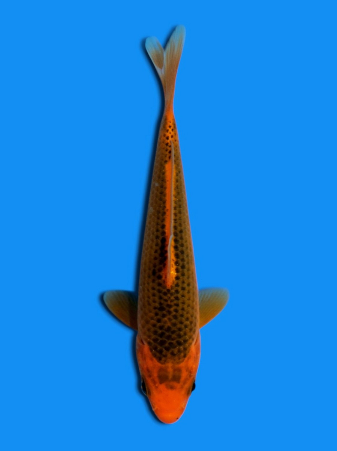 Juara 4