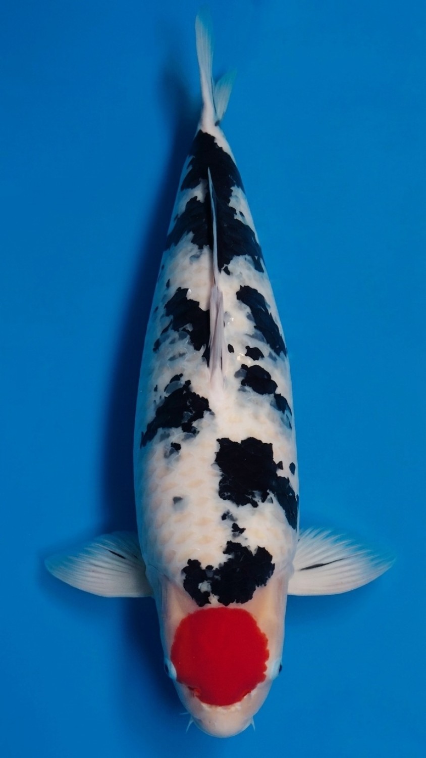 Juara 2