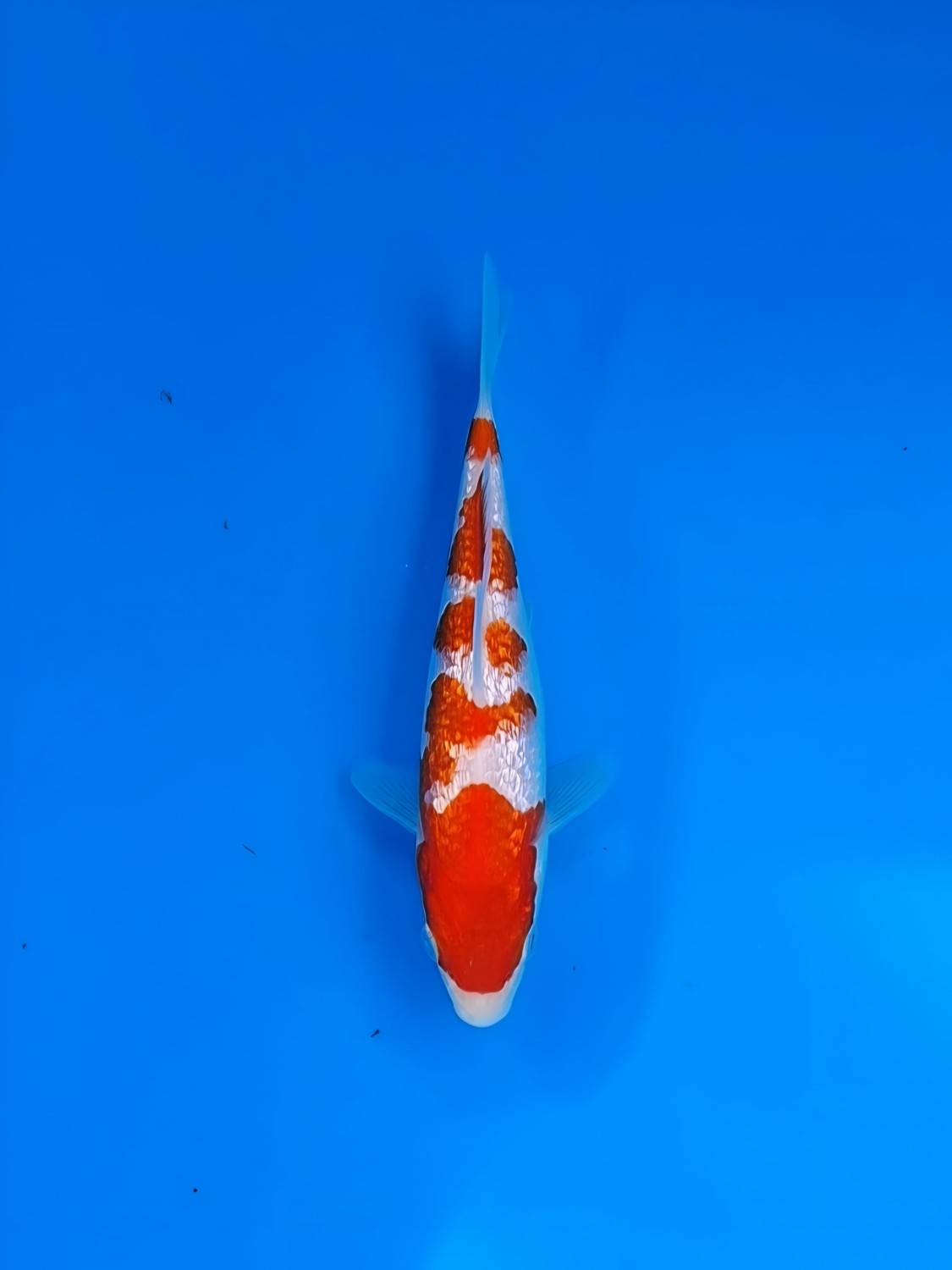 B. Melati Mini Champion