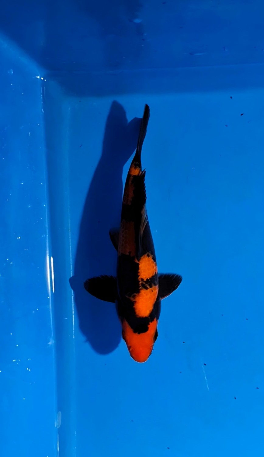 D. Cempaka Mini Champion